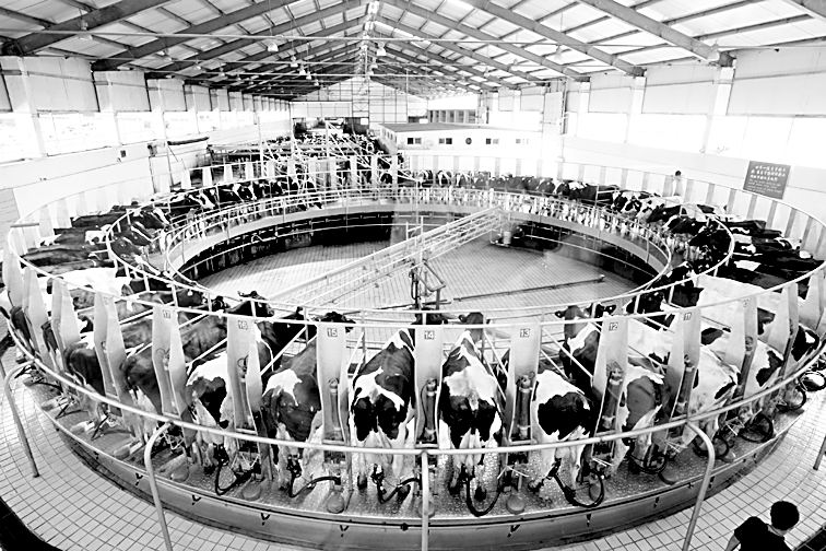 Tandem milking parler