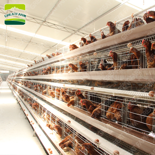 High quality automatic hen house automatic hen house automatic hen house 