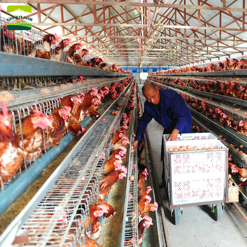 High quality automatic hen house automatic hen house automatic hen house 