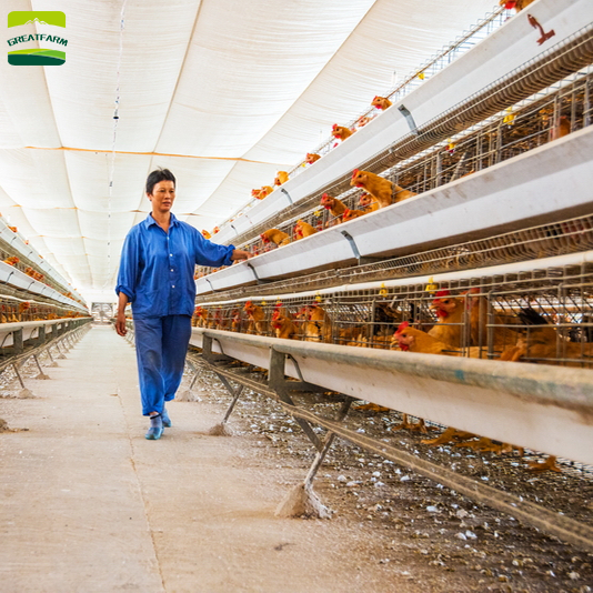 High quality automatic hen house automatic hen house automatic hen house 