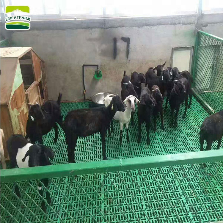 sheep-plastic-slat-floor