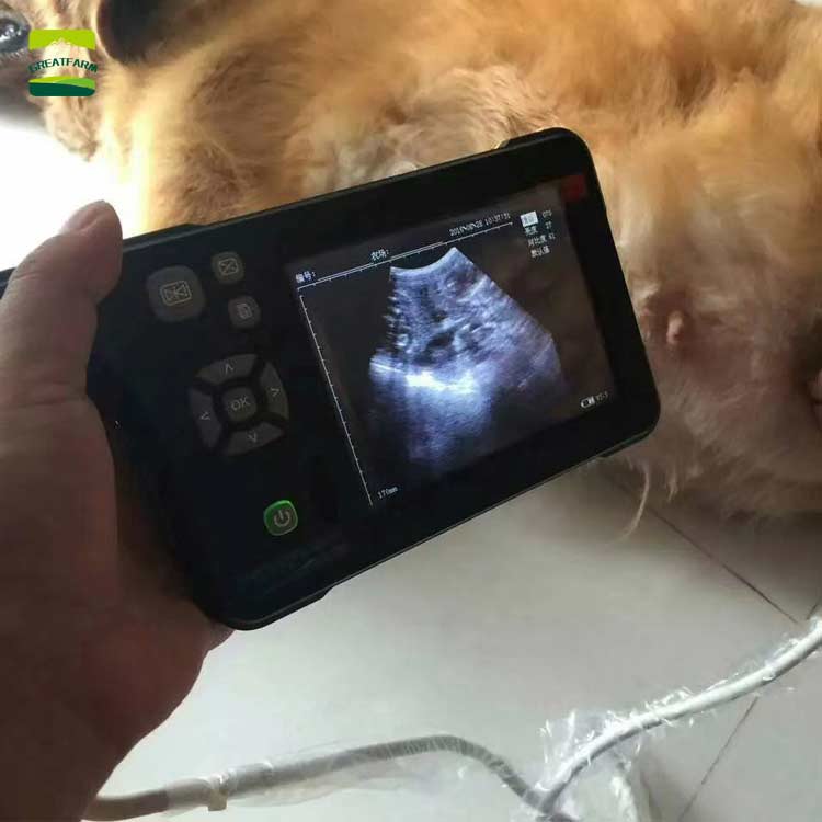 Veterinary Ultrasound for animal